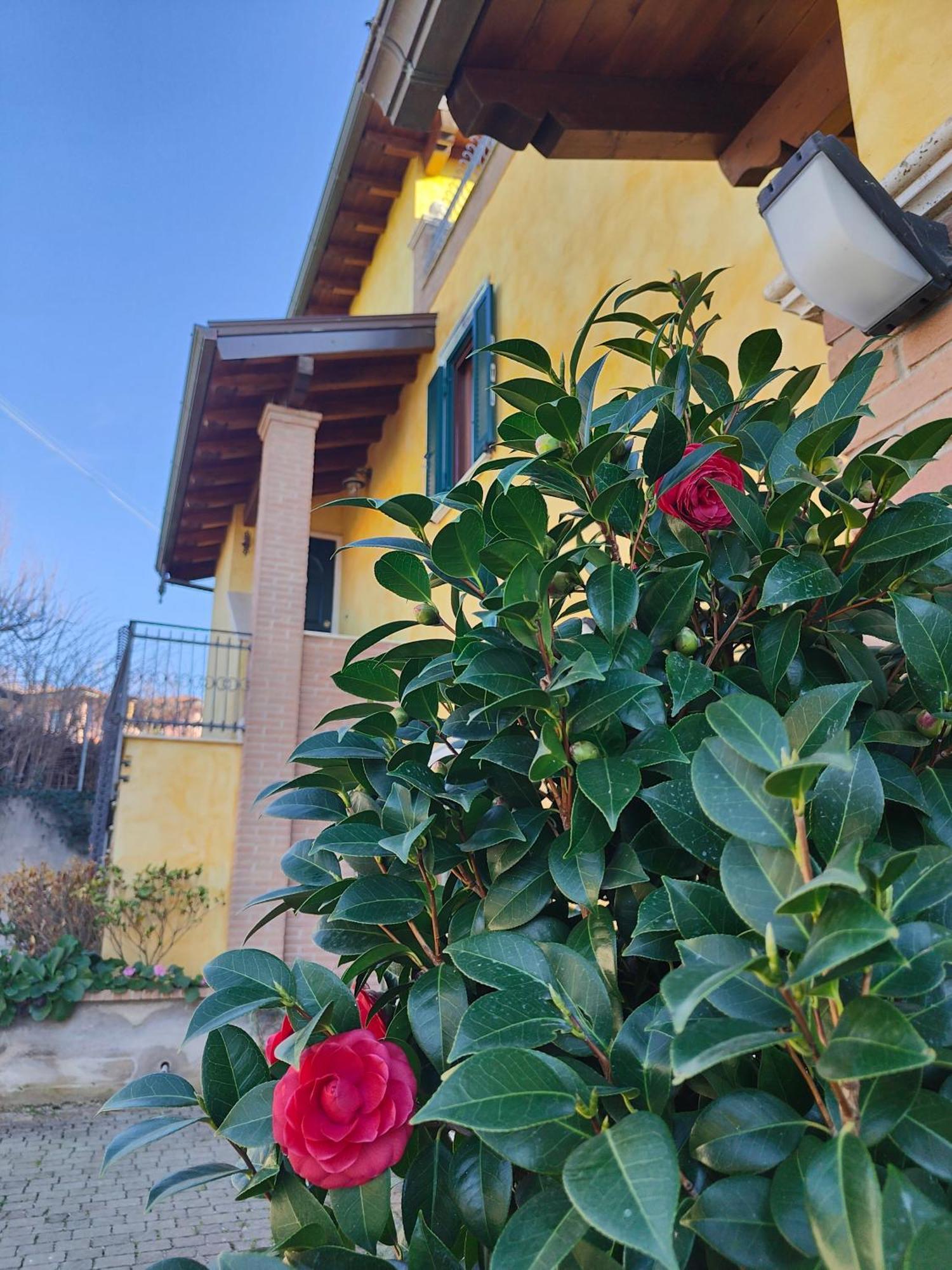 B&B Camera Delle Camelie パレストリーナ エクステリア 写真